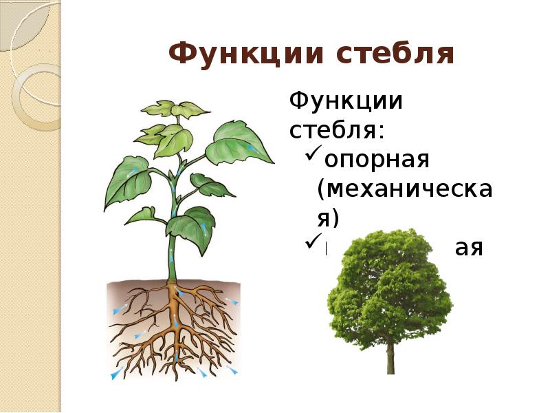 Роль стебля в жизни