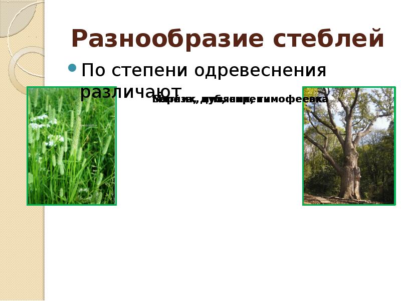 Разнообразие стеблей. Многообразие стеблей по степени одревеснения. Степень одревеснения стебля. Классификация стеблей по степени одревеснения. Сообщение на тему многообразие стеблей.