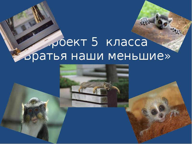 Проект братья наши меньшие 3 класс