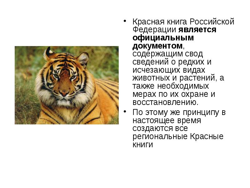 Какой вид животного охраняется. Красная книга России. Животные. Охрана животных красная книга. Красная книга России животных и растений. Редкие животные из красной книги.