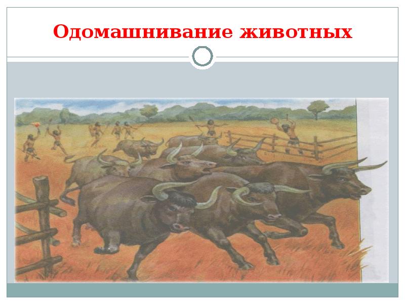 Одомашнивание. Одомашнивание животных. Одомашнивание диких животных. Порядок одомашнивания животных человеком. Одомашнивание животных Неолит.