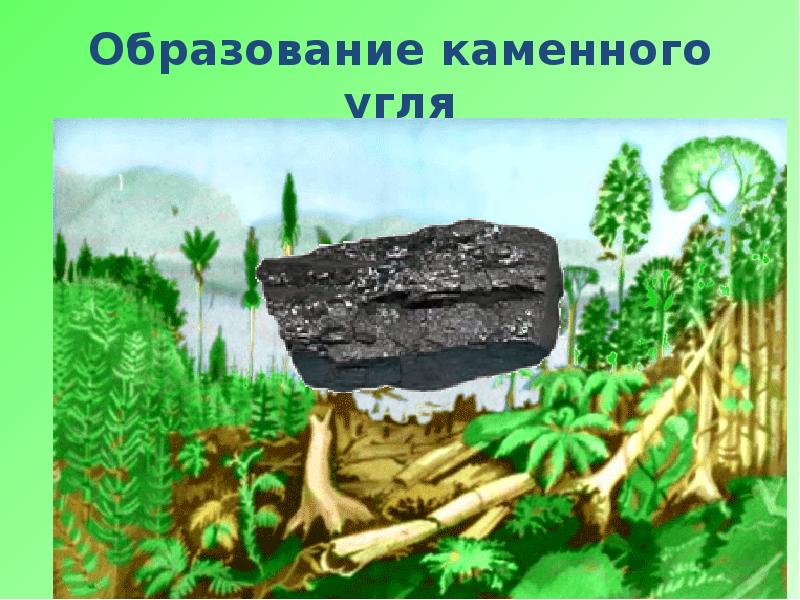 Образование каменного угля 5 класс биология план сообщения