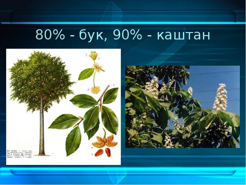 Дуб бук каштан. Бук каштан. Каштан или бук. Буковые и каштановые. Лист каштана.