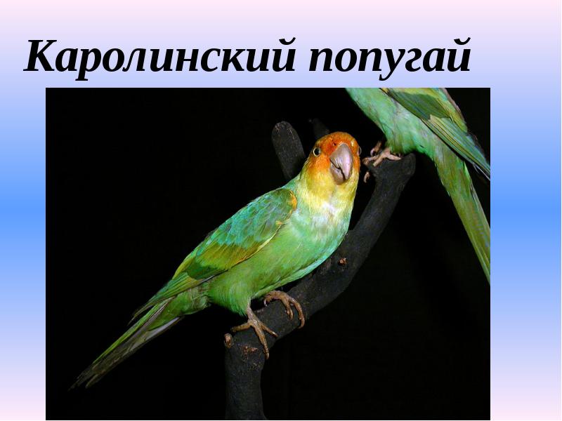 К какому классу относят исчезающих попугаев