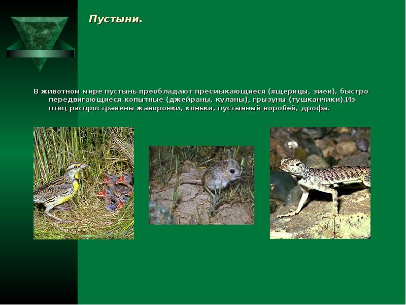 Змеи ящерицы природная зона. Животный мир пустыни России. Звери , птицы, рептилии в пустыне. Животные и растения организмы пустыни. Живые организмы в пустыне растения.