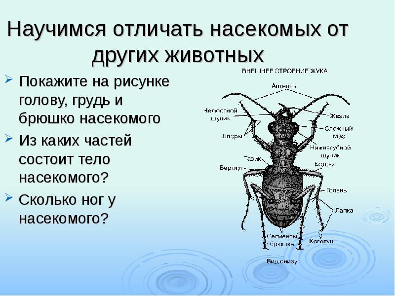 Назовите одну общую особенность насекомых показанную на данном рисунке