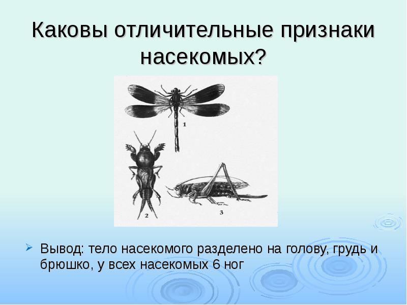 Признак насекомых 1. Отличительные черты насекомых. Главные признаки насекомых. Вывод о телах насекомых. Каковы признаки насекомых.