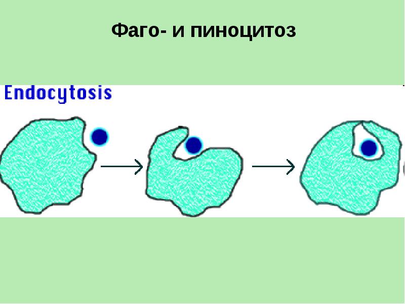 Примеры фагоцитоза и пиноцитоза. Этапы пиноцитоза. Клетка строение и функции. Процессы пиноцитоза и фагоцитоза схема. Примеры фагоцитоза и пиноцитоза.