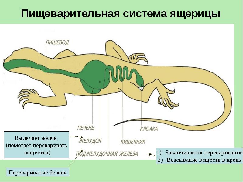 Органы ящерицы рисунок