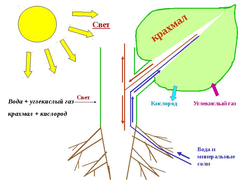Кислород углекислый газ вода солнечный свет. Схема фотосинтеза у растений. Фотосинтез 6 класс. Фотосинтез 6 класс биология. Схема фотосинтеза 6.