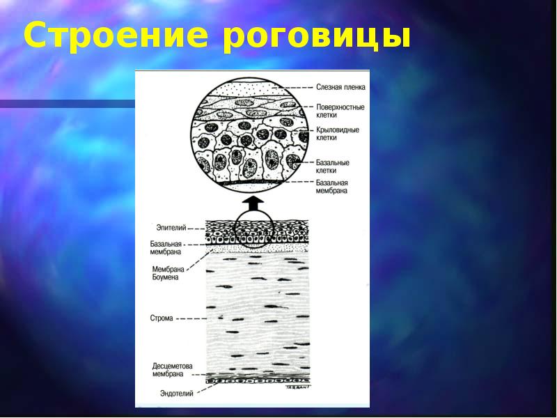 Слои роговицы схема