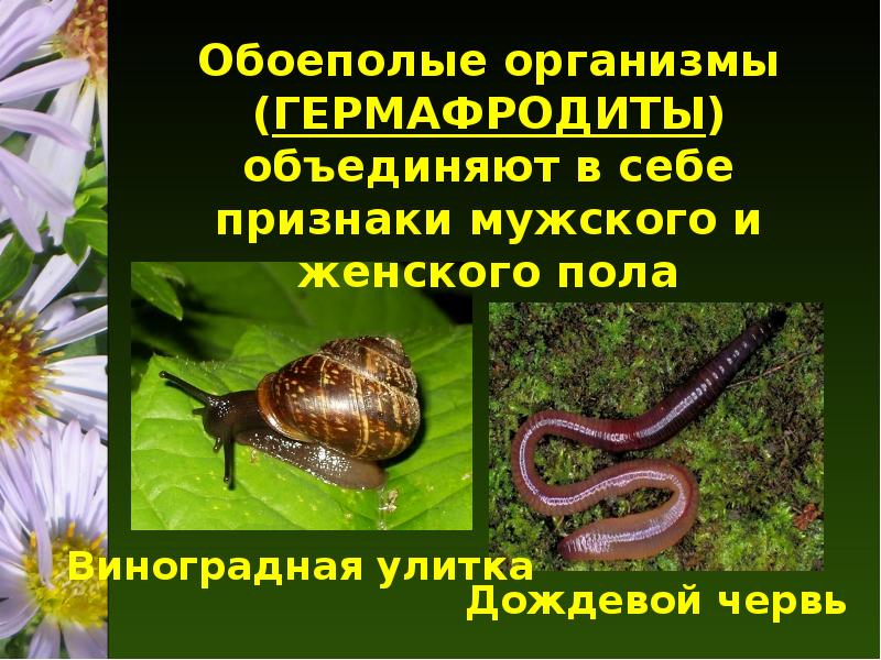 Обоеполые черви. Насекомые гермафродиты. Обоеполые животные. Пресмыкающиеся гермафродиты или раздельнополые. Группы животных улитка пресмыкается.