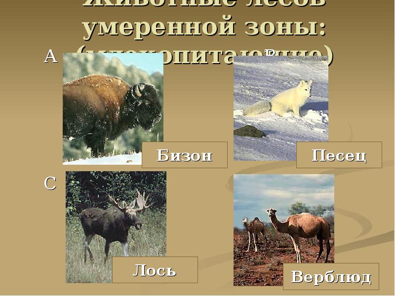 Бизон природная зона. Животный мир умеренного пояса. Животные умеренно зоны. Животные лесов умеренной зоны. Умеренный лес животные.