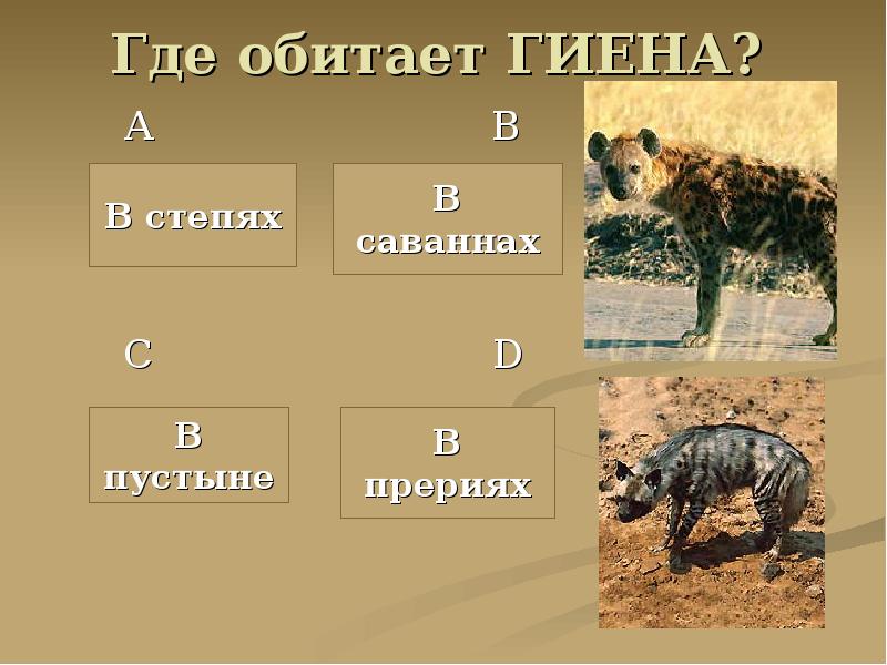 Гиена сколько букв. Ареал обитания гиен. Гиена карта обитания. Где обитают гиены на карте. Гиена и черепаха 1 класс презентация.