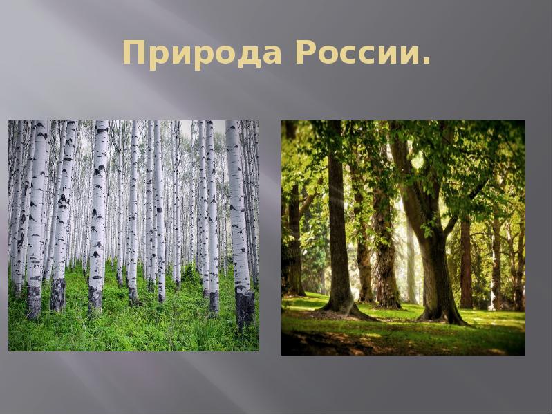 Презентация природа. Презентация на тему природа России. Природа России проект. Проект на тему природа России. Презентация природа Росси.