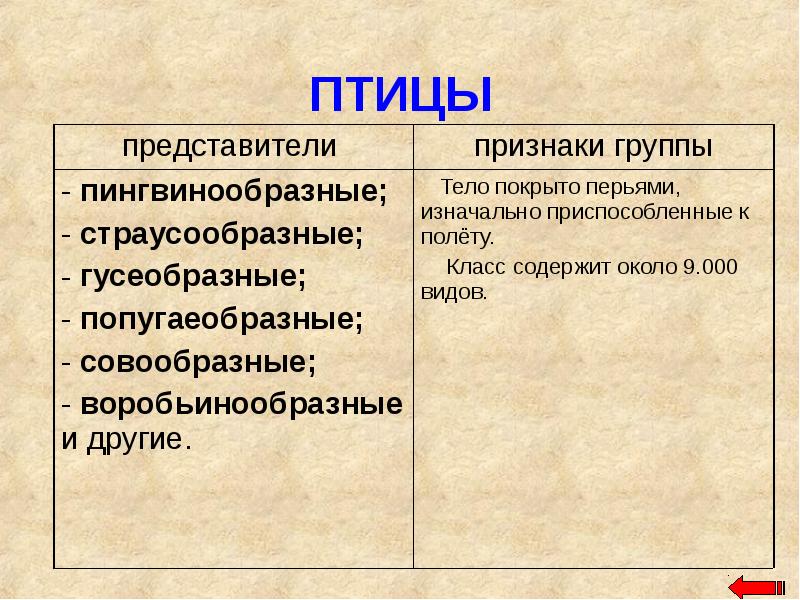 Представители птиц. Представители группы птицы. Птицы признаки группы. Класс птицы представители. Представители группы птицы 3 класс.