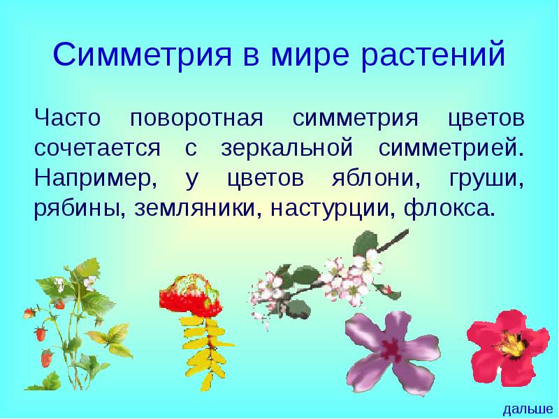 Симметрия в мире растений презентация