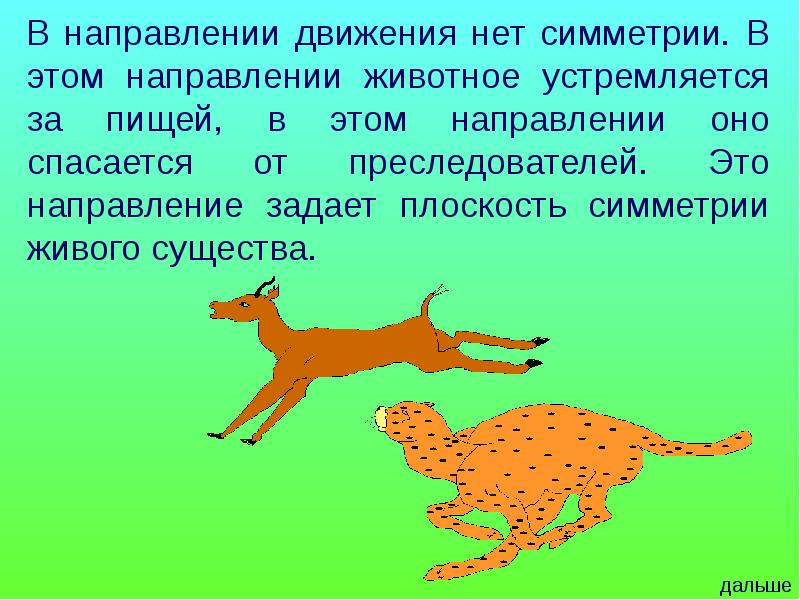 Движение животных. Путешествие в страну симметрии. Направления у животных. Плоскости симметрии у животных.