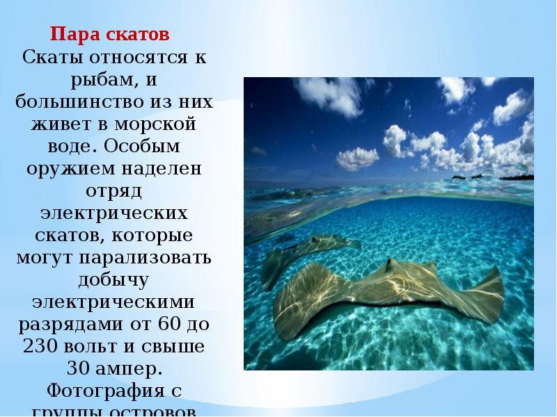 Презентация подводный мир морей и океанов