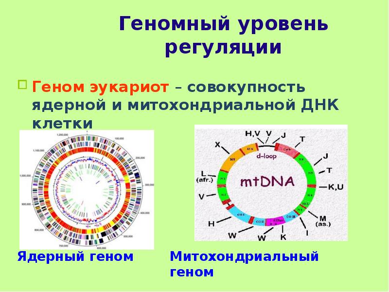 Организация и эволюция ядерного генома презентация