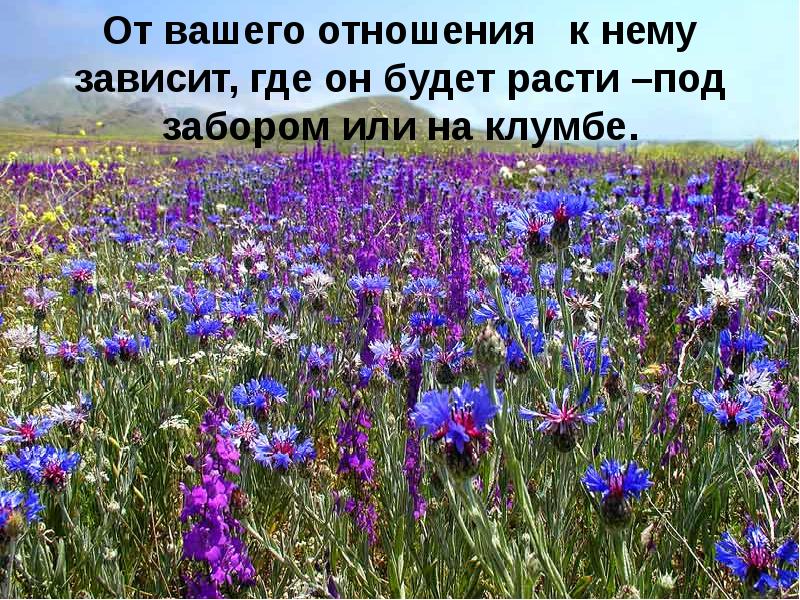 Фото Полевых Цветов С Названиями