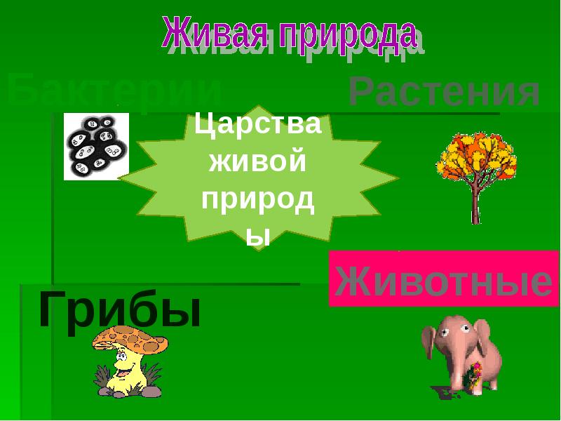 Царства природы животные