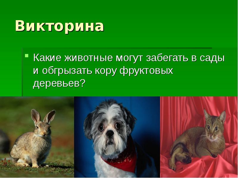 Чаще всего животные являются