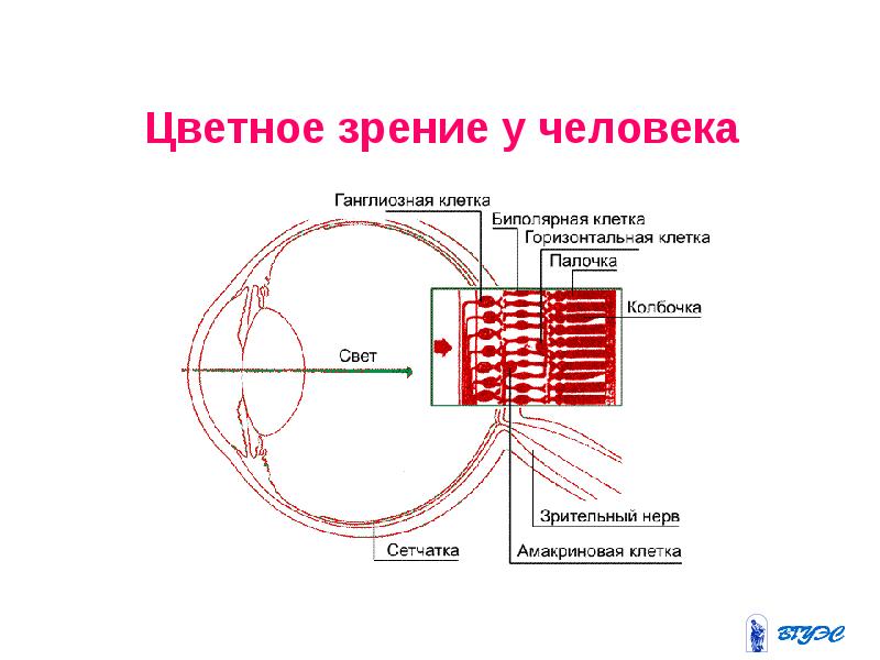 Зрение с точки зрения биологии. Цветовое зрение человека. Цветное зрение у человека. Цветовое зрение обеспечивают. Цветовое зрение и зрительные пигменты.