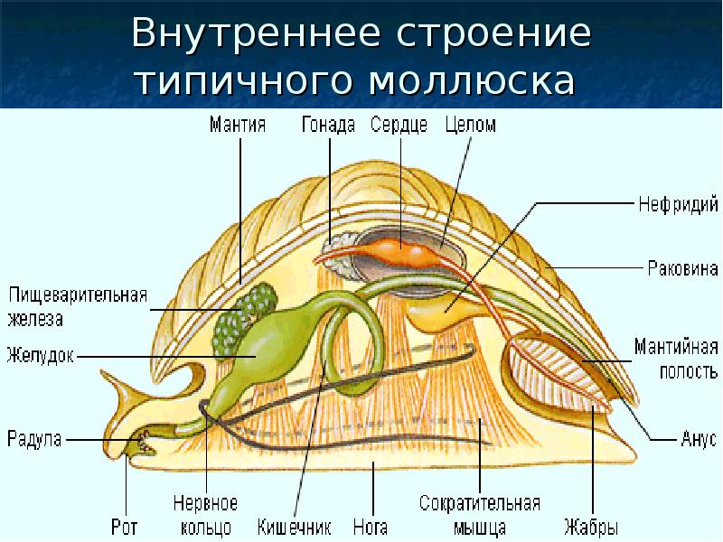 Отделы тела моллюсков. Схема внутреннего строения прудовика. Тип моллюски мягкотелые строение. Строение кишечника моллюсков. Брюхоногий моллюск строение мантии.