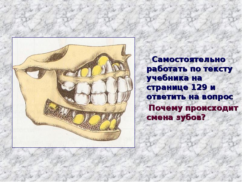 Проект про зубы 8 класс биология