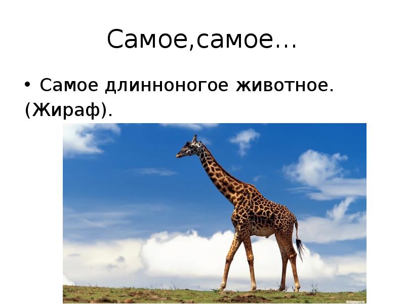 Какие животные наиболее. Самое длинноногое животное Жираф. Самые самые животные презентация. Самое приспособленное животное. Жерафы приспособлены к жизни примеры.