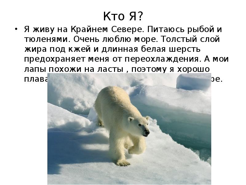 О каком животном идет речь. Кто живет на севере. Животные которые живут на севере чем питаются. Кто живет на крайнем севере. Кто живёт живёт на севере.