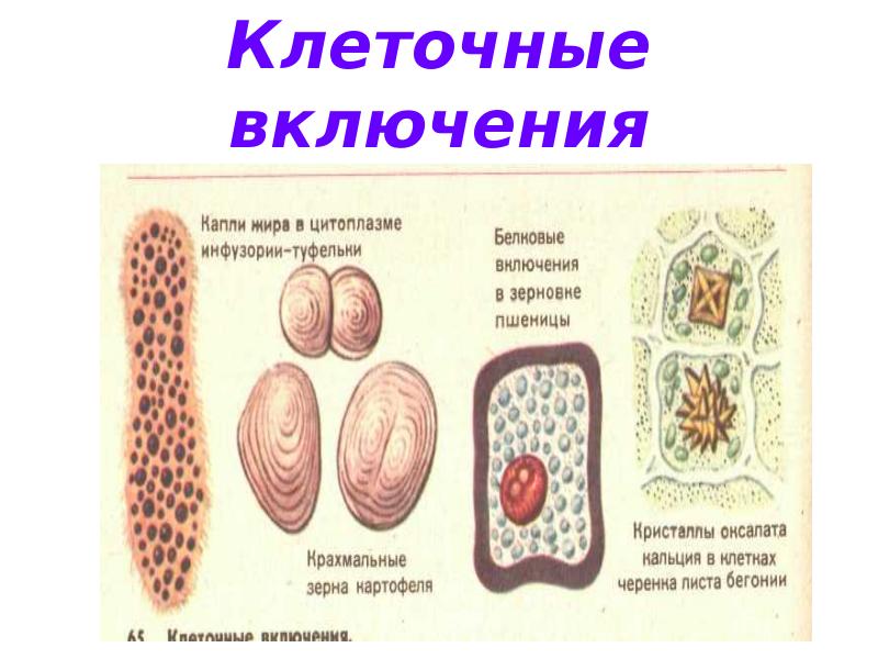 Клеточные включения рисунок