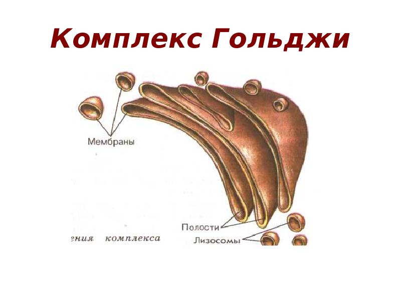 Комплекс гольджи на рисунке