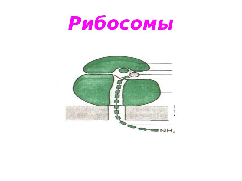 Строение рибосома рисунок