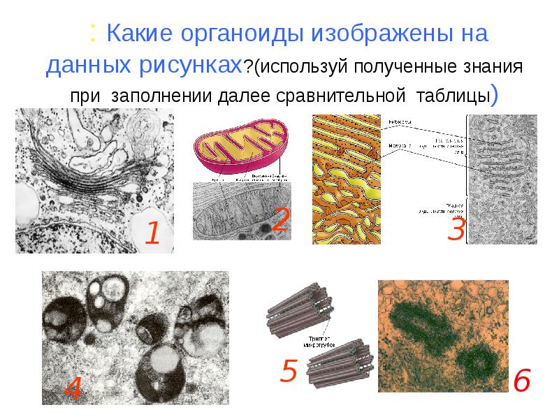 Клетка организма какого царства изображена на рисунке обоснуйте свой ответ какая структура