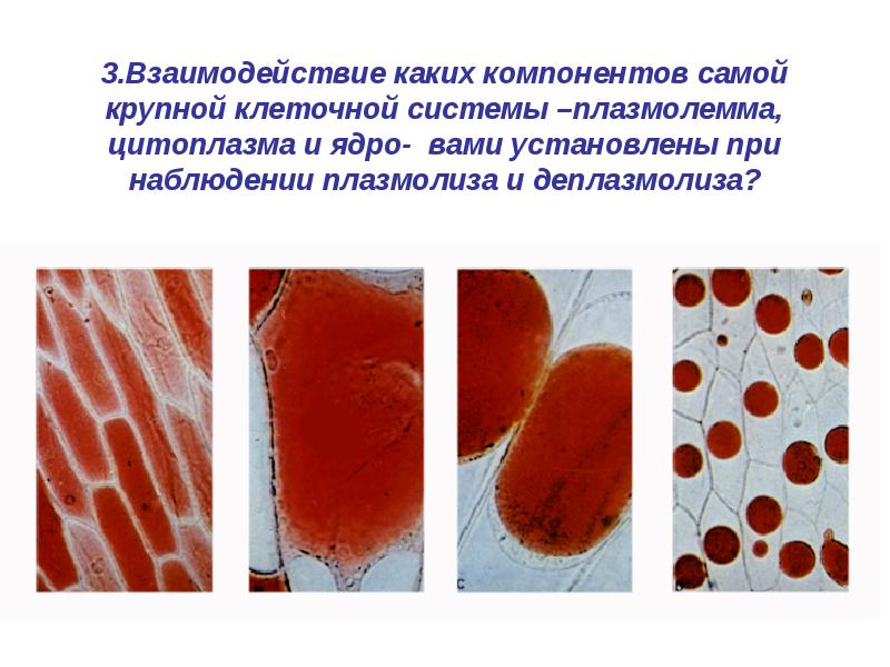 Плазмолиз и деплазмолиз презентация 10 класс