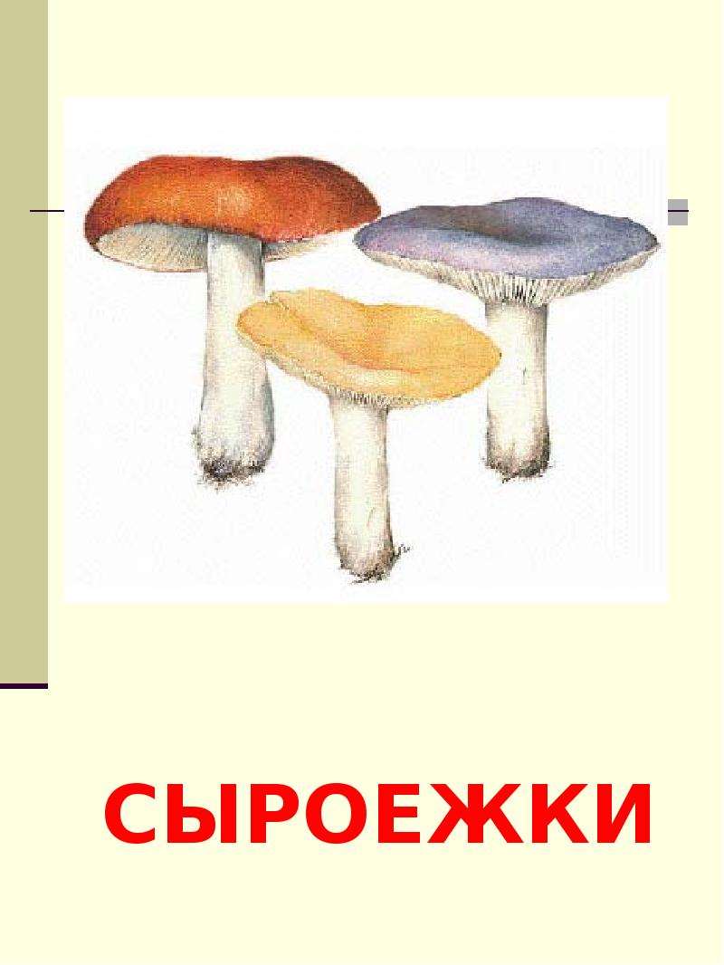 Изображения грибов для детей с названиями