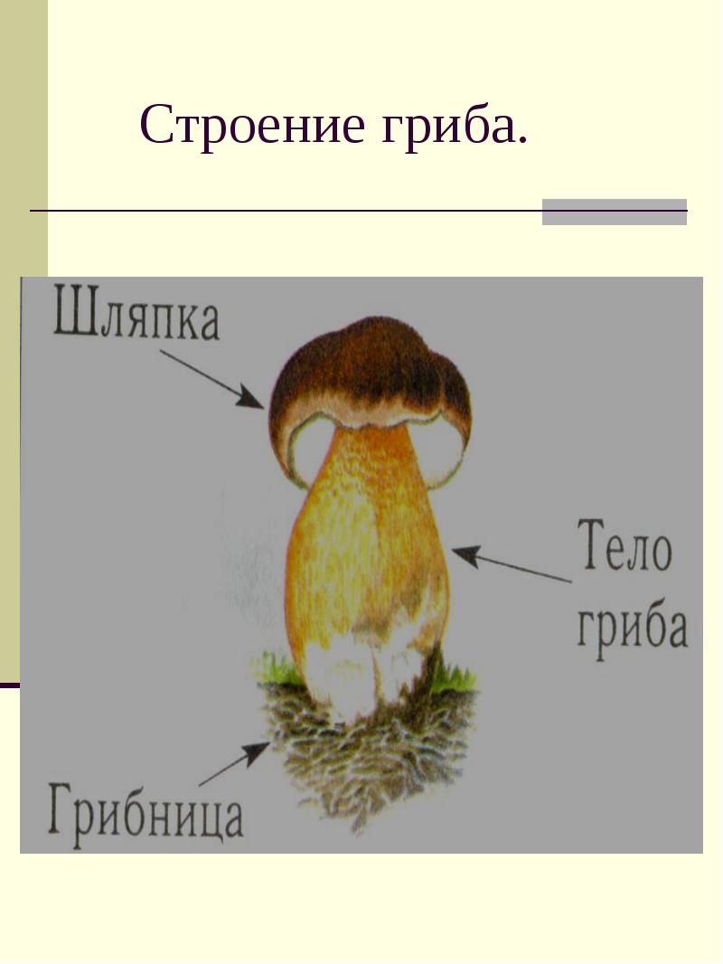 Строение гриба.