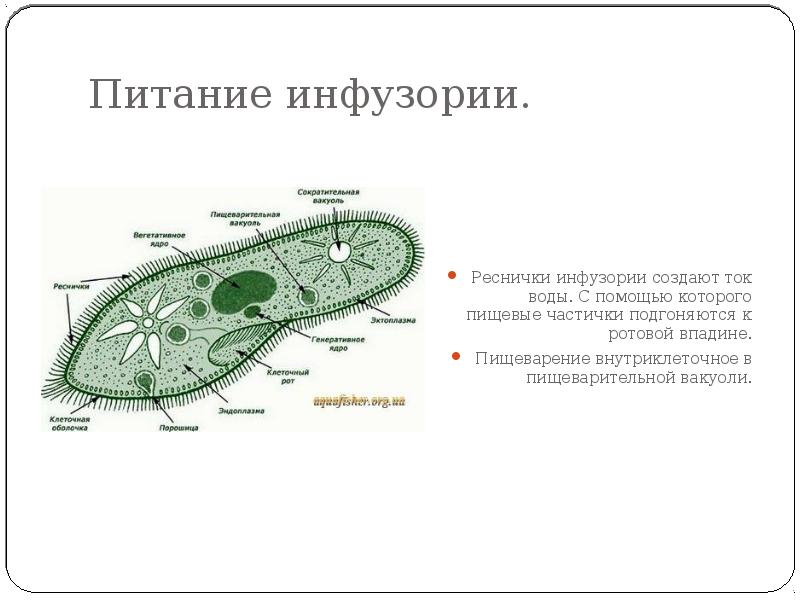 Какие признаки характерны для животного изображенного на рисунке пищеварение внутриклеточное