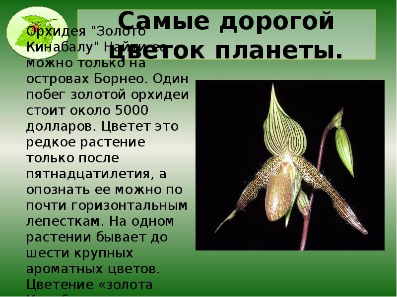 самый интересный доклад. факты о муравьях для детей. мадагаскарская руконожка. интереные факт о животных. интересный материал о муравьях.