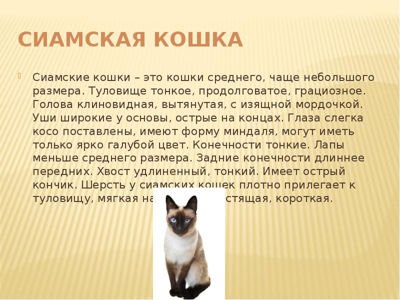 Сиамская кошка презентация