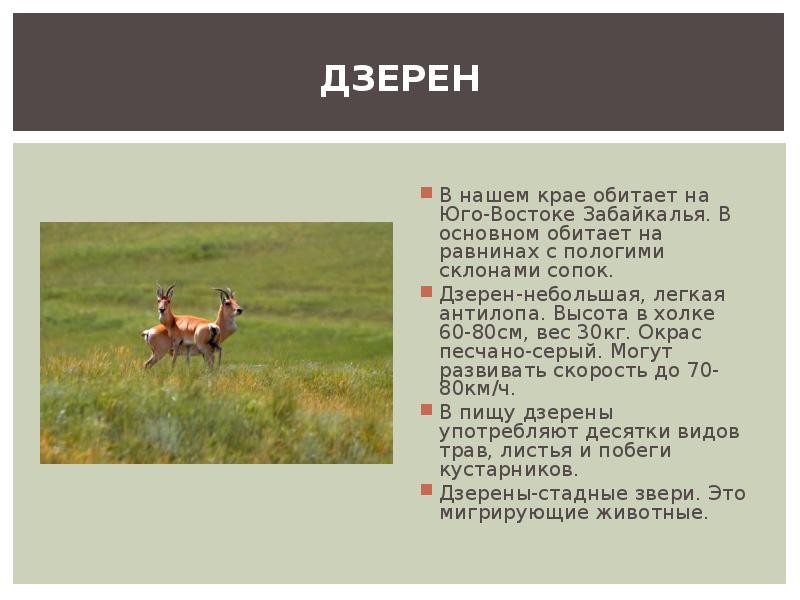 Какие животные в забайкальском крае