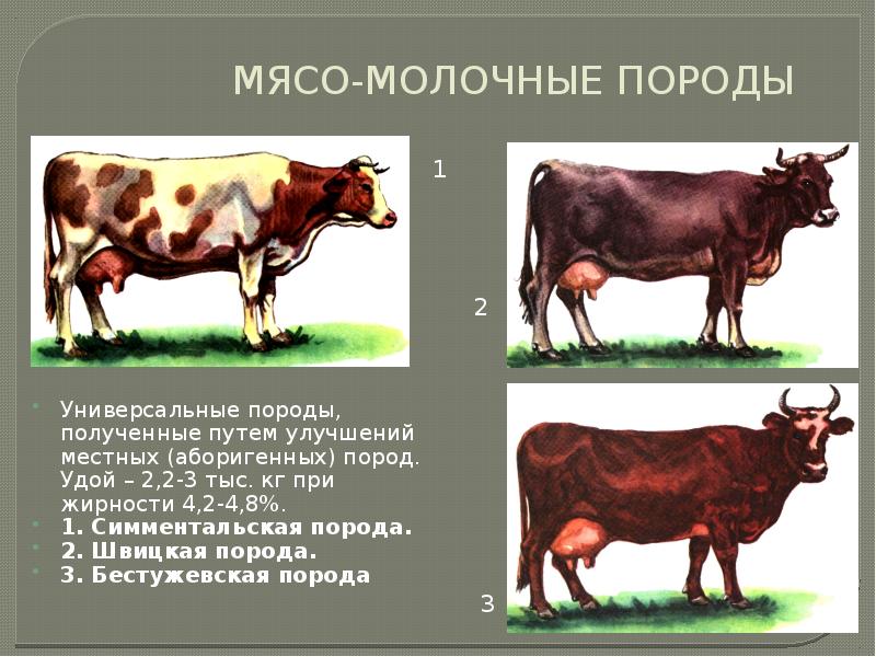 Селекция крупного рогатого скота презентация