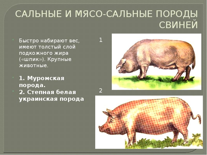 Породы Свиней Характеристика Фото