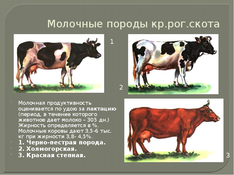 Крупный рогатый скот презентация