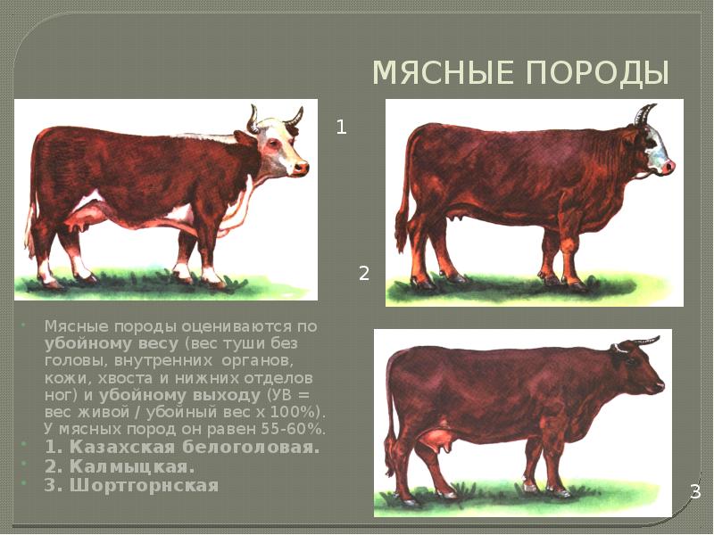 Селекция крупного рогатого скота презентация