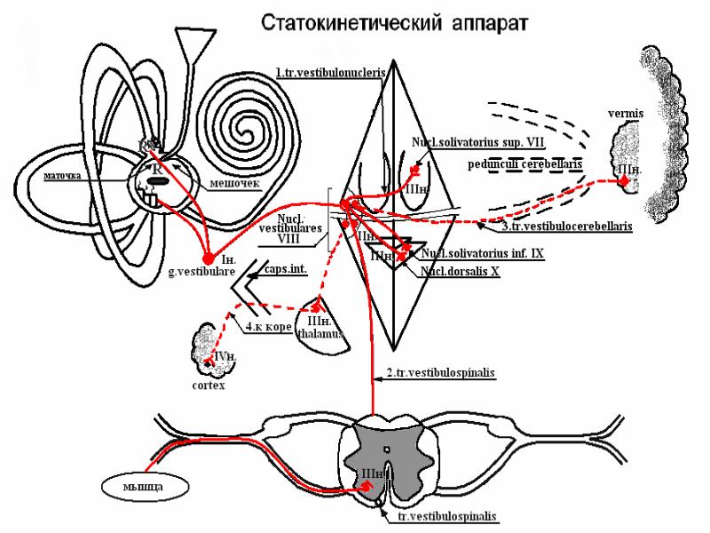 Схема вестибулярного анализатора