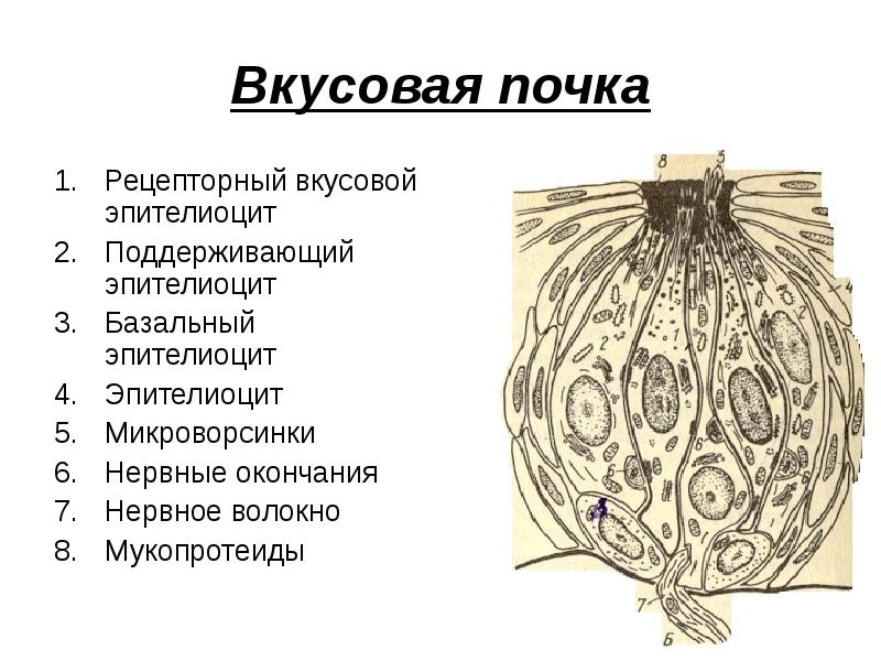 Какой цифрой на рисунке обозначен участок языка в котором расположены вкусовые почки