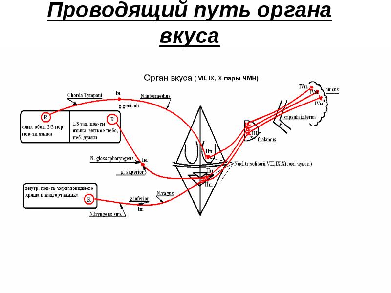 Блок схема вкусового анализатора